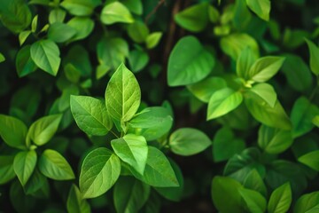 Fototapete - Close up view of vibrant green leaves forming a lush and textured natural background