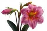Pink and yellow amaryllis flower with buds, isolated on white background.