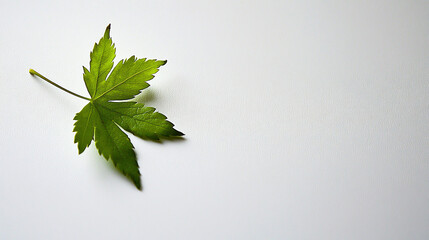 Poster - Green maple leaf resting on a plain white surface, highlighting natural beauty and simplicity