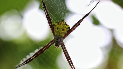 Close-Up of a Spider in its Web Against a Green Natural Background