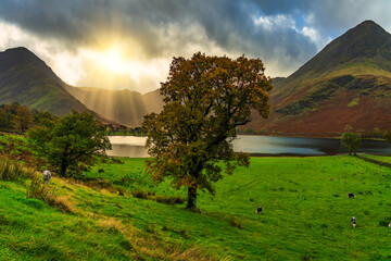 Canvas Print - Beautiful autumn tree at the shore of Buttermere Lake with sun flare. Lake District. UK