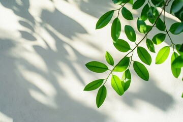 Poster - Vibrant green leaves bask in sunlight, casting intricate shadows on a smooth white surface. The play of light and shadow creates a serene and refreshing natural scene
