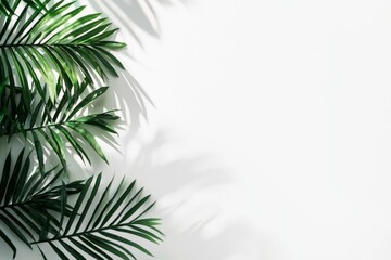 Poster - Vibrant green palm leaves create intricate shadows on a bright white background, enhancing a minimalist design. The natural pattern adds a tropical and serene atmosphere