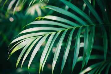 Poster - Sunlight illuminates vibrant green palm leaves, creating a lush and textured botanical background with a tropical ambiance, ideal for nature-inspired designs