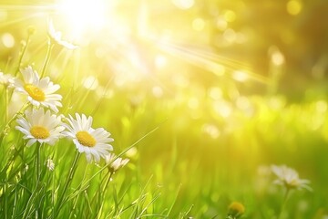 Poster - White daisies blooming in a field of lush green grass, basking in warm, bright sunlight, create a picturesque summer scene filled with natural beauty and tranquility