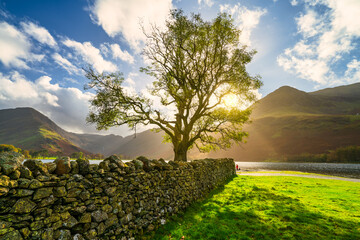 Canvas Print - Lone tree with sun beams at the shore of Buttermere lake in Lake District. England. UK