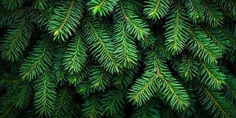  Lush Pine Tree Branches in a Verdant Forest Setting