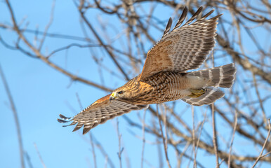 Wall Mural - Red-shouldered hawk in flight.