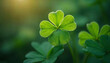 © Ohice - A lucky four-leaf clover, a rare find among the three-leafed shamrocks, stands out in a patch of fresh green clover, a symbol of Irish luck
