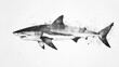 © Annda - illustration of a shark fish in its aquatic habitat, with precise details and textures highlighted on a clean white backdrop