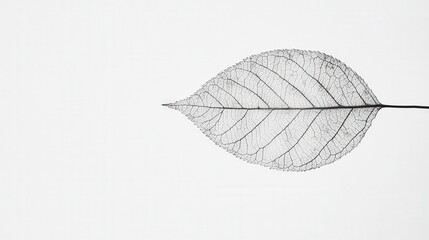 Poster - leaf from a plant, displayed with a minimalist white background to emphasize its fragile nature