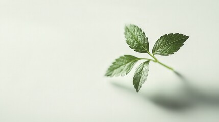 Poster - leaf from a plant, displayed with a minimalist white background to emphasize its fragile nature
