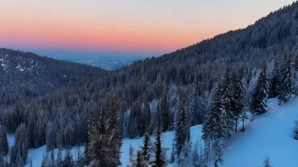 Aerial winter landscape with pine trees in pink cloud at sunrise. Snow covered fir forest in cold mountains. Beautiful winter nature with snow covered frosty forest trees. Alpine landscape at morning