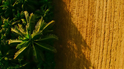 Sticker - Aerial view of palm trees beside a field