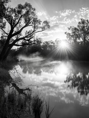 Wall Mural - A black and white photo of a river with a tree in the foreground. The sun is shining on the water, creating a beautiful reflection. Scene is peaceful and serene, as the viewer is transported to a calm