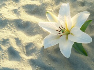 Wall Mural - a white flower is on the sand