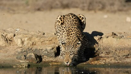 Wall Mural - an alert leopard (panthera pardus) drinking water, kalahari desert, south africa