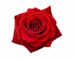 single red rose