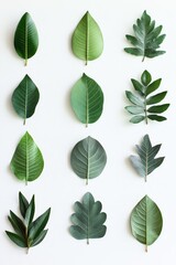 Seasonal Leaves Collection