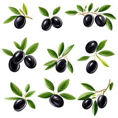 Poster - The image shows a collection of twelve illustrations of black olives on olive branches with green leaves against a black background.