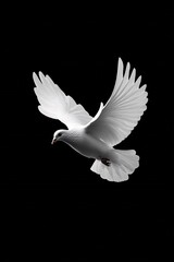 Poster - White Dove in Flight Against Black Background Peaceful Serenity Symbol Hope