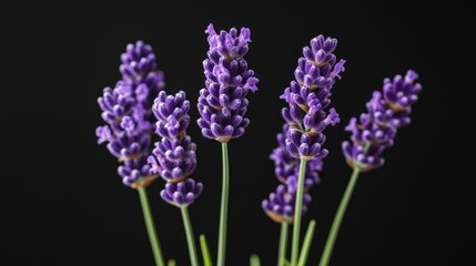 Canvas Print - Elegant lavender flowers glowing softly against a rich black backdrop