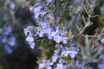 Wall Mural - floral background of rosemary tree in bloom