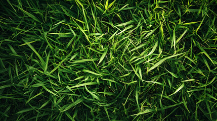 Aufkleber - Lush Green Grass Background with Vivid Blades of Grass in Natural Sunlight : Generative AI