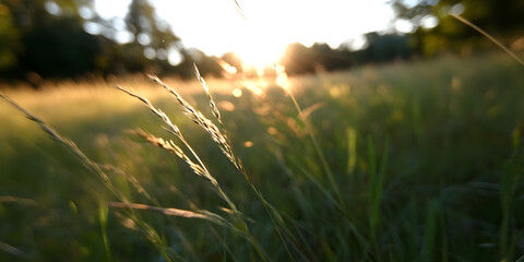 Poster - Sunlit Meadow with Tall Grass in Tranquil Nature Setting at Golden Hour : Generative AI
