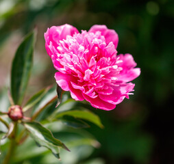 Wall Mural - A pink flower with a green stem