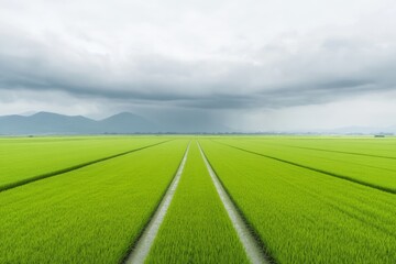 Poster - Eco-Agricultural Landscape Verdant Rice Fields under Stormy Skies - Resilience in Climate-Challenged Farming and Sustainable Practices for Agricultural Innovation