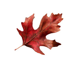 Poster - A detailed close-up image of a single, dried red oak leaf isolated on a black background showcases its intricate veining and autumnal hues.