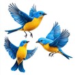 © TimelessClicks - A photostock of vibrant blue and yellow birds in flight, isolated on a white background, capturing motion and grace in a minimal style. High Quality
