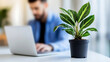 © Mavita - Green plant pot workspace laptop office indoor business productive minimalist workspace