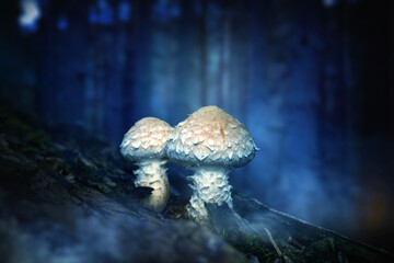 Wall Mural - A nature photo featuring mushrooms, one of the most wonderful creatures in the world. Nature background.