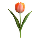 Isolated orange tulip on transparent background with vibrant petals