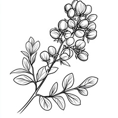  Line art drawing of a flowering plant branch with leaves and berries.