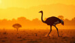 © Elena - Ostrich stalking gracefully during sunset in a golden savannah landscape