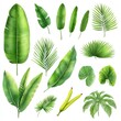 Tropical leaves and bananas collection; design elements