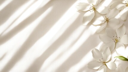 Wall Mural - Delicate white flower with soft shadows on a light background, creating a serene and calming atmosphere