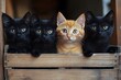 © D - Adorable Kittens in Wooden Box: Black and Ginger Cats For Pet Lovers and Feline Enthusiasts