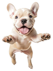 PNG A bulldog puppy happy jumping animal photography background.