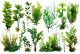 A vibrant collection of various aquatic plants arranged artistically, showcasing their lush greenery and unique textures in a serene display isolated on transparent background