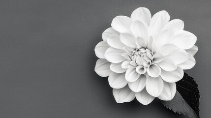 Wall Mural - Elegant White Dahlia Flower in Monochrome Close Up