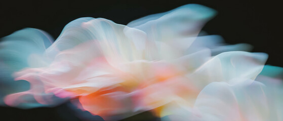Poster - Delicate flower petals create an ethereal texture against a soft black background