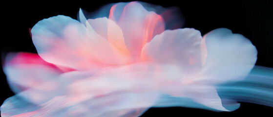 Fototapete - Delicate overlay texture of flower petals with soft blur against a dark background