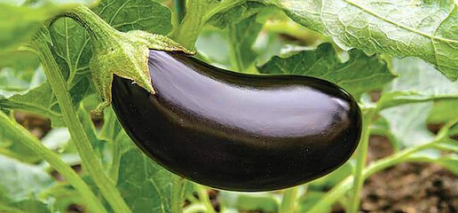 Poster - Ripe Dark Purple Eggplant Growing on a Lush Green Plant