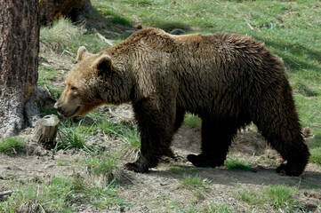 ours brun, ursus arctos