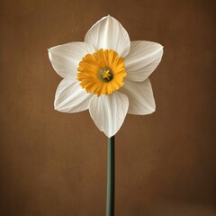 Wall Mural - Single White and Yellow Daffodil Flower Close Up