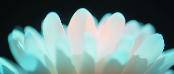 Poster - Macro photography of flower petals showcasing intricate details against a black background